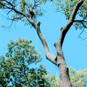 professional tree cutters roping limbs down safely