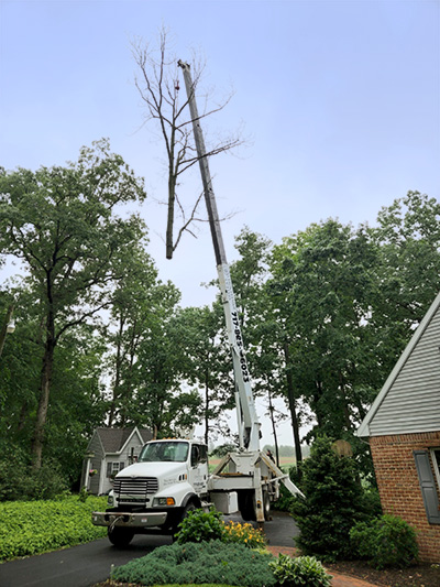 tree service - limb and tree removal by crane shown here